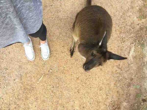 Australian Au Pair Experience Kangaroo